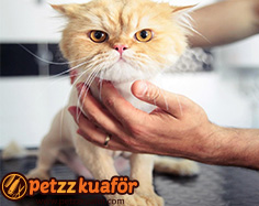 Kedi Makine ile Tüy Kesimi kedi makine ile tüy kesimi